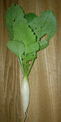 daikon_070527.jpg