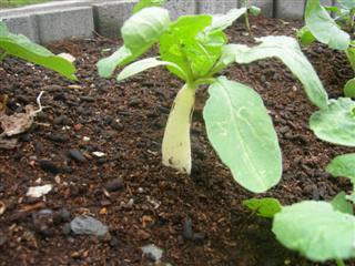 daikon_070601_1.jpg