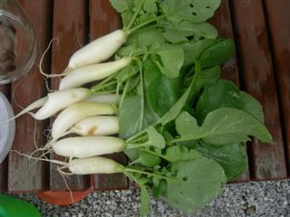 daikon_070601_2.jpg