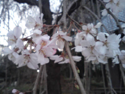 sakura_070328.jpg