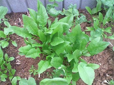 spinach_071019.jpg