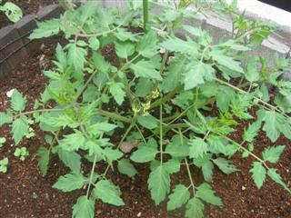 tomato_070601.jpg