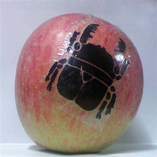 apple_before_081114%20%28Custom%29.jpg