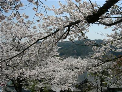 sakura_080407_1.jpg