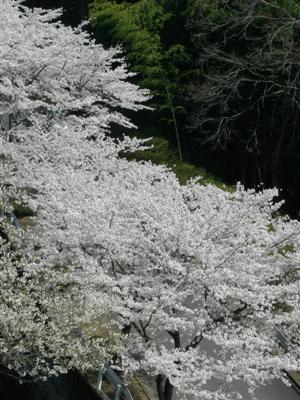 sakura_080407_2.jpg